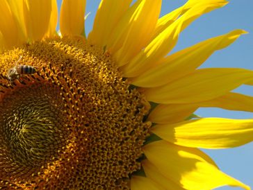 Sherman Texas Bee removal, Sherman Tx Bee Removal, Beekeeper sherman texas, beekeeping sherman tx