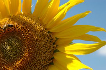 Bee on sunflower