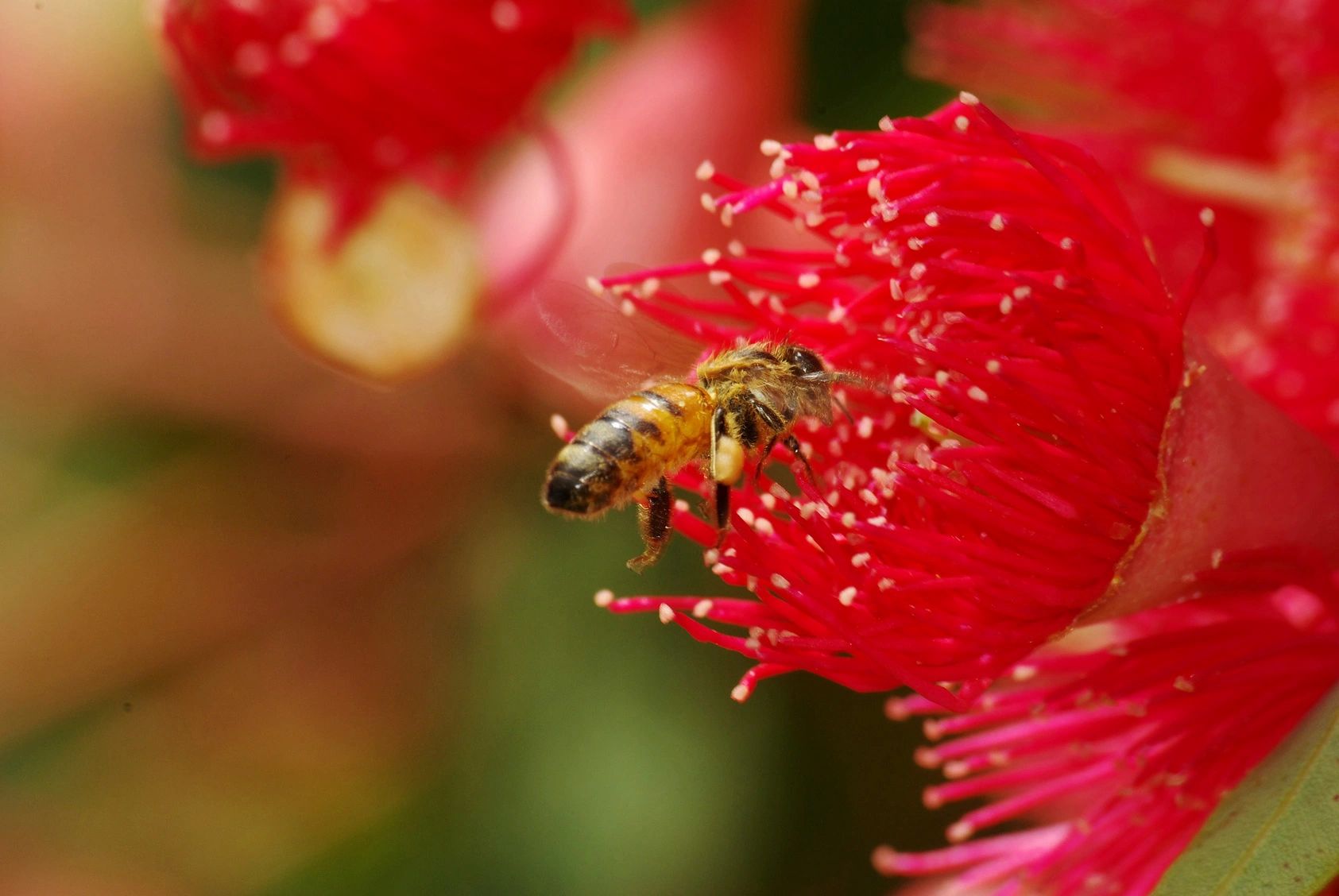 Bee Petals Flower Shop