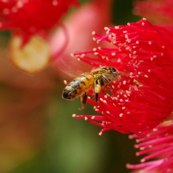 Hard working Honey Bees