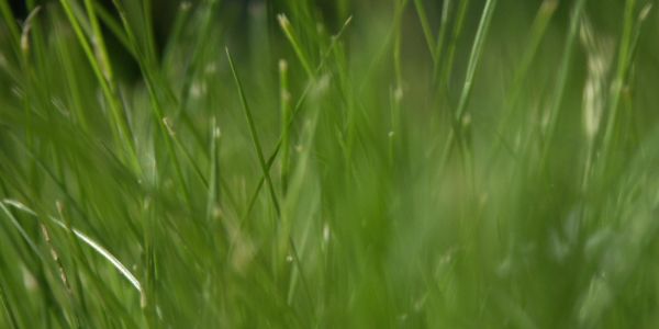 Close-up view of green grass blades in soft focus.