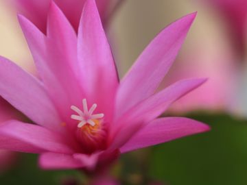 Close-up of a vibrant pink flower with delicate petals.