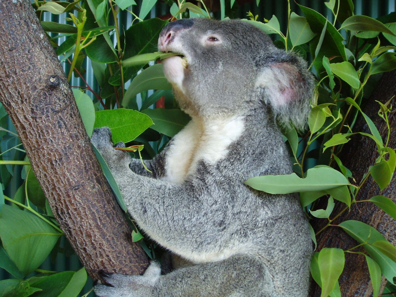No flying foxes means no koala's. 