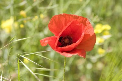 A vibrant red poppy flower in a green field with yellow flowers.