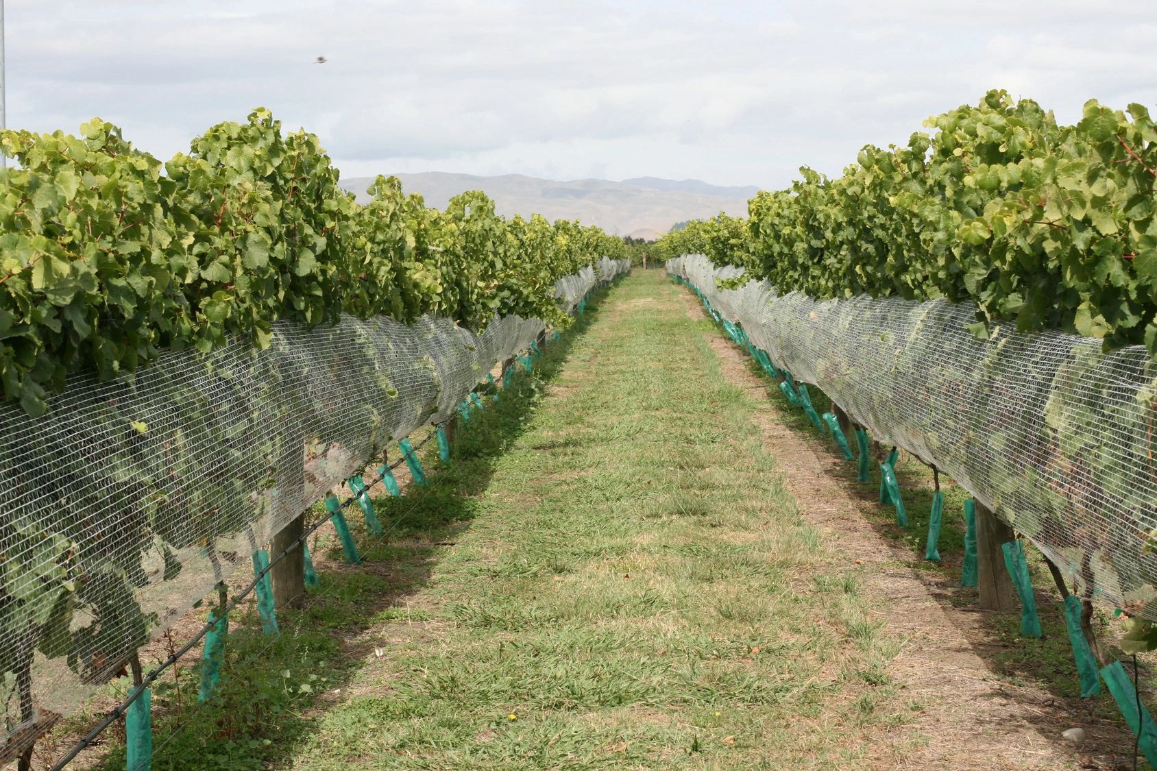 Passion Fruit: Soil & Climate Requirements, Land Preparation and Planting -  Wikifarmer