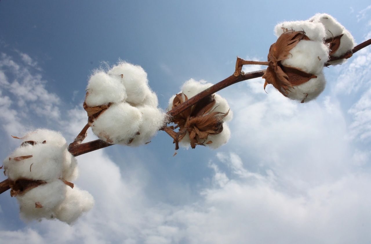 Cotton plant growing against blue sky 