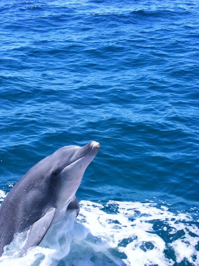 A dolphin leaps out of the ocean near the water's surface.