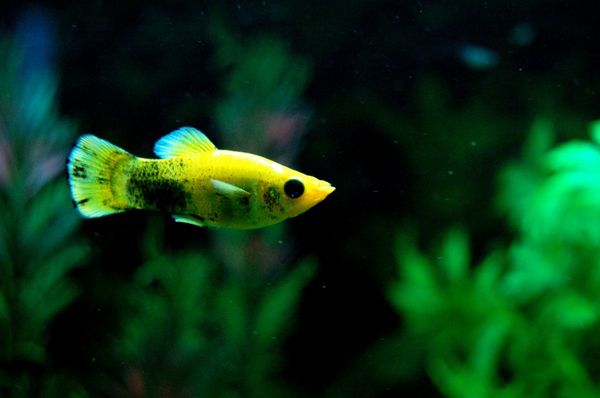 A yellow and black fish swimming in an aquarium.