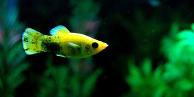 Freshwater guppy fish