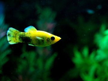 A yellow and black fish swimming in an aquarium with green plants.