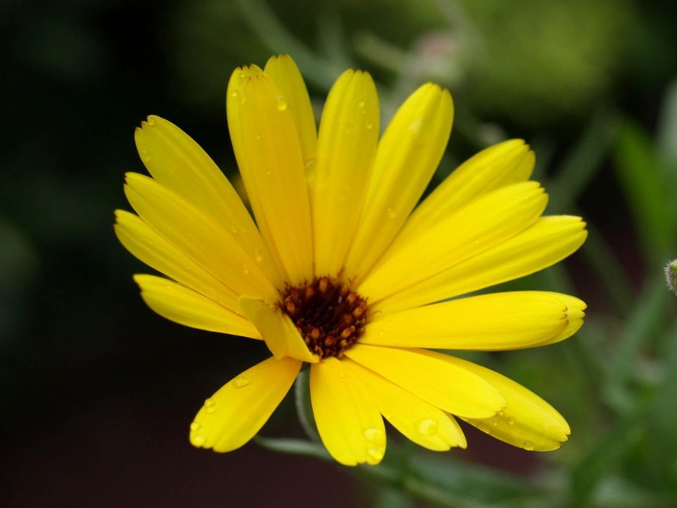 Jerusalem Artichoke Yellow Flower