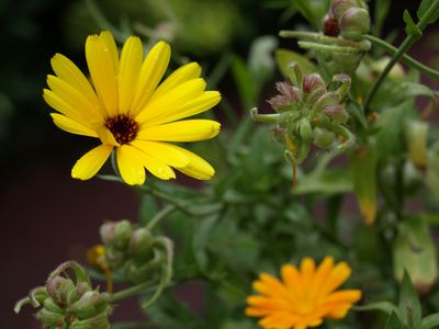 Bright yellow flowers with green foliage in the background.