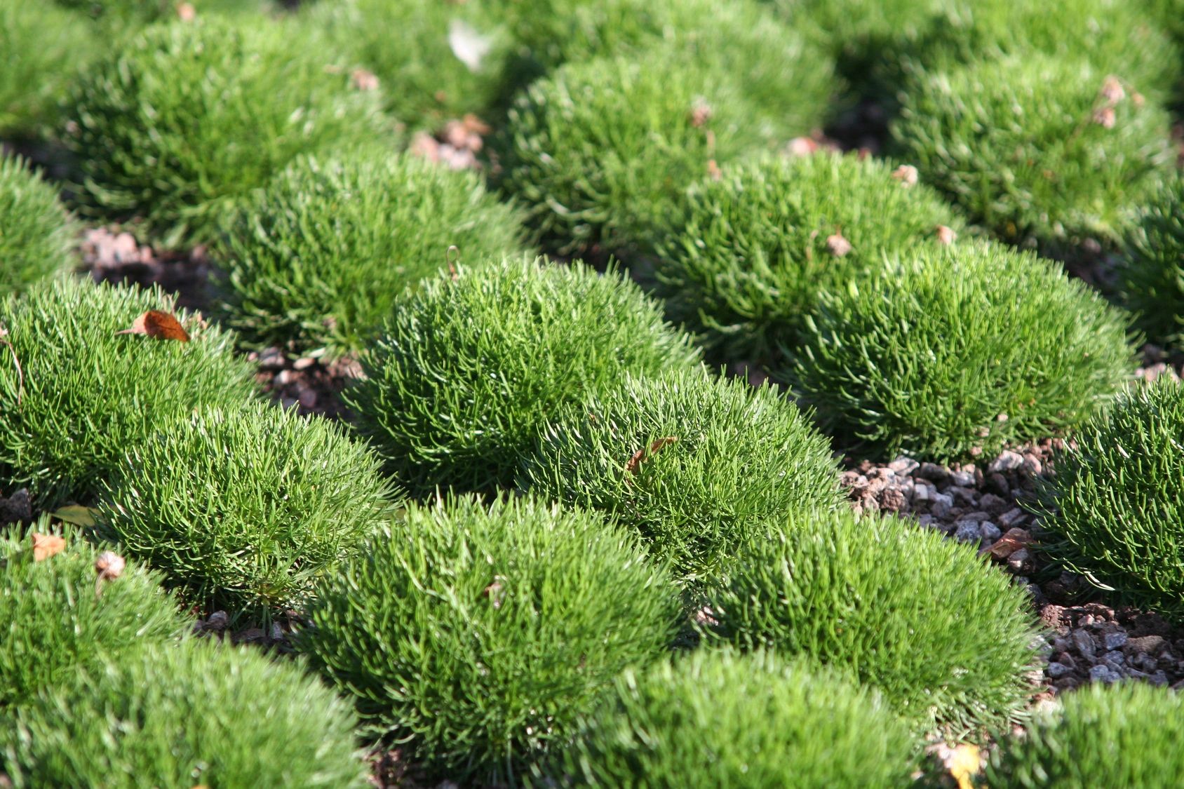 Why mosses are superheroes of the plant world, Science