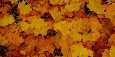 Leaf, Leaves, Fall, Autumn, Rake Leaves, Raking Leaves, Leaf Cleanup