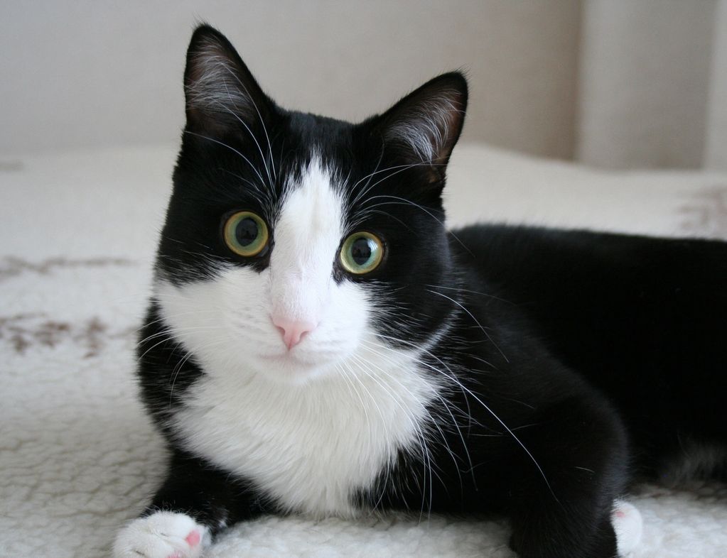 cat sitting Tarpon Springs, Palm Harbor, Trinity, Dunedin, Crystal Beach, Keystone, Holiday