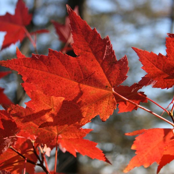 An orange color maple leaves from a tree