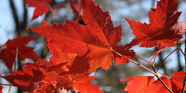 Canadeser dan een ahornblad, dat kan haast niet. Toch zijn er andere symbolen die bij Canada passen.