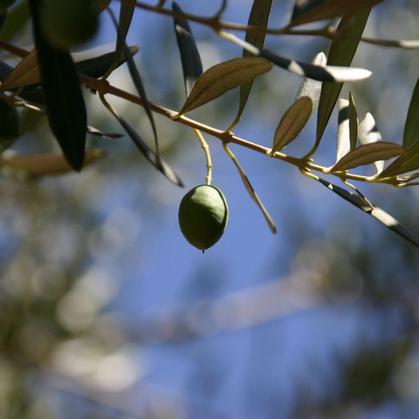 Kalamata Olive