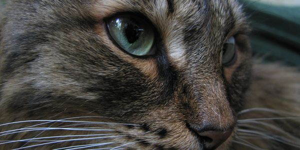 Close up of Tabby cat face with green eyes