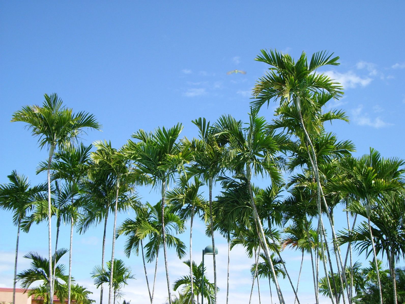  Florida Palm Trees