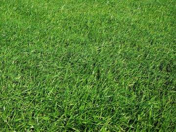 calgary lawn care mowing
airdrie lawn care mowing