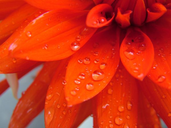Close-up of orange flower petals with water droplets.