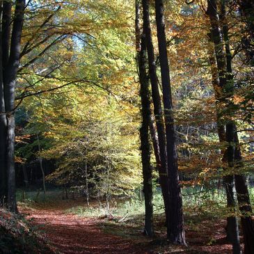 Trail through woodland