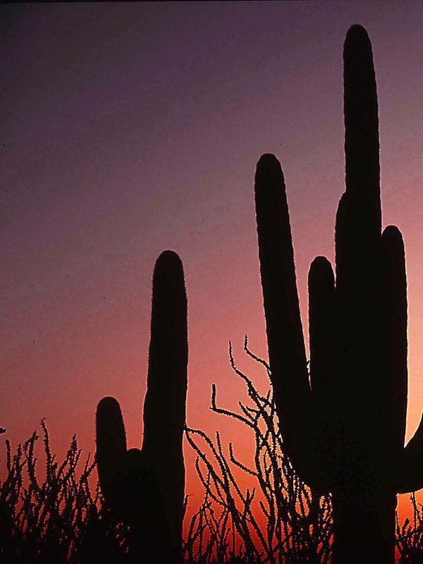 Silhouetted cacti against a colorful sunset sky.