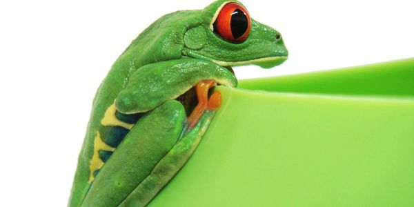 A vibrant green frog with red eyes perched on a green surface.