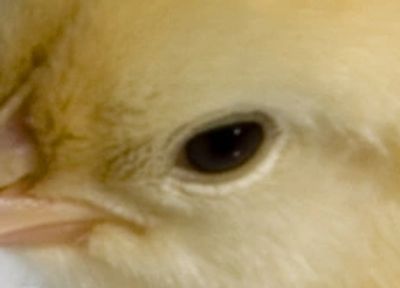 Close-up of a yellow chick's face showing its eye and beak.