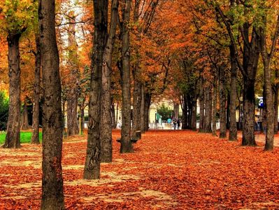 A tree-lined pathway covered in autumn leaves under a canopy of orange foliage.