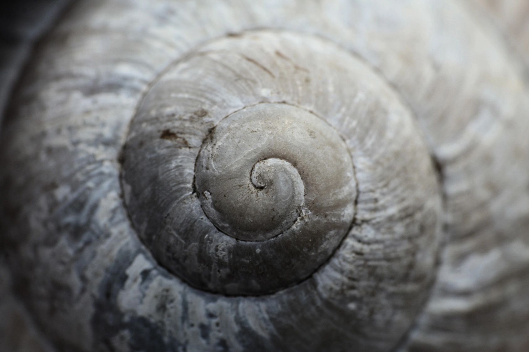 Along the Spiral Path