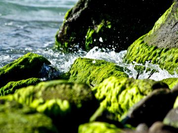 Green moss-covered rocks by water.