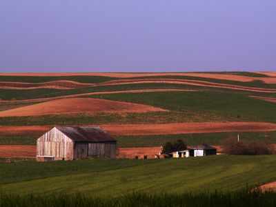 Farming land and sheds 