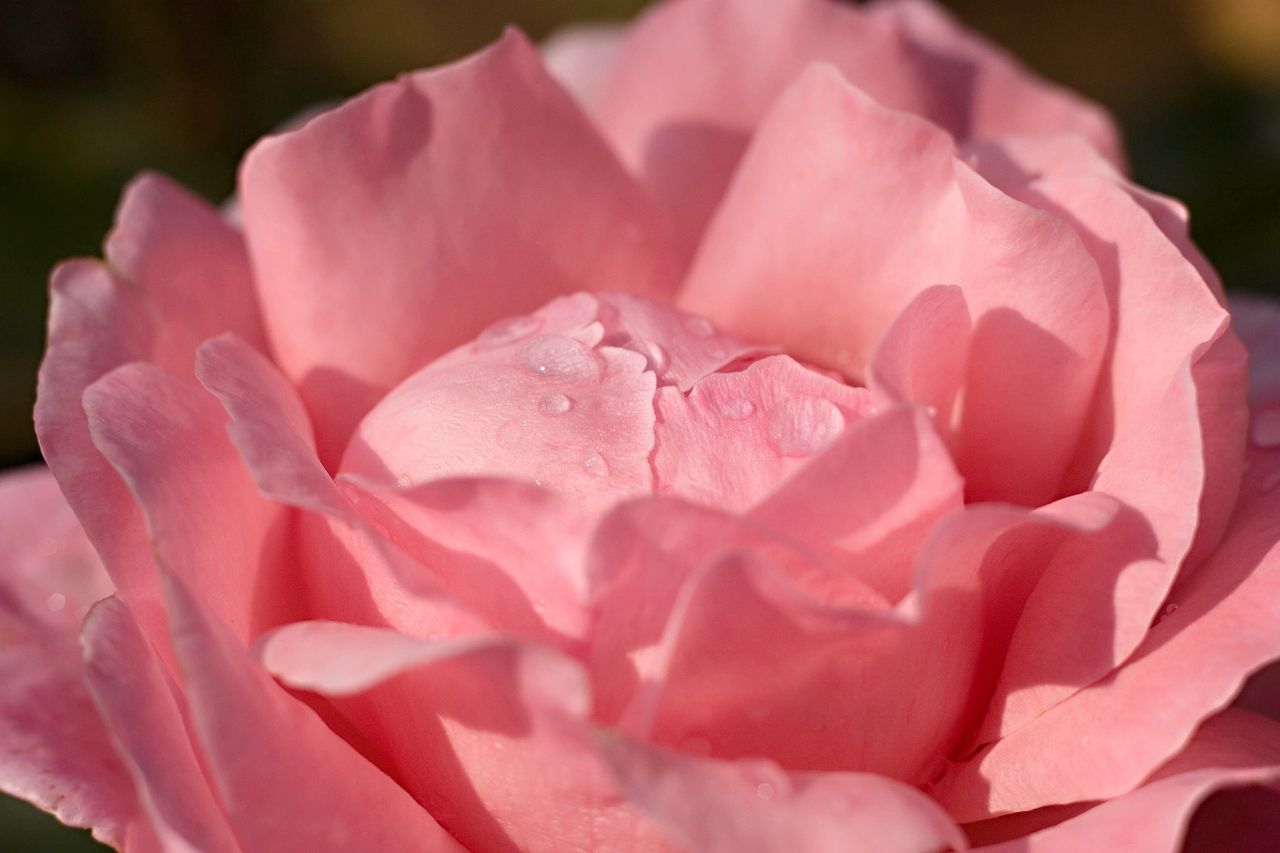 rose aromatherapy holistic healing anxiety stress depression healing plants wellness wellbeing skincare natural remedies