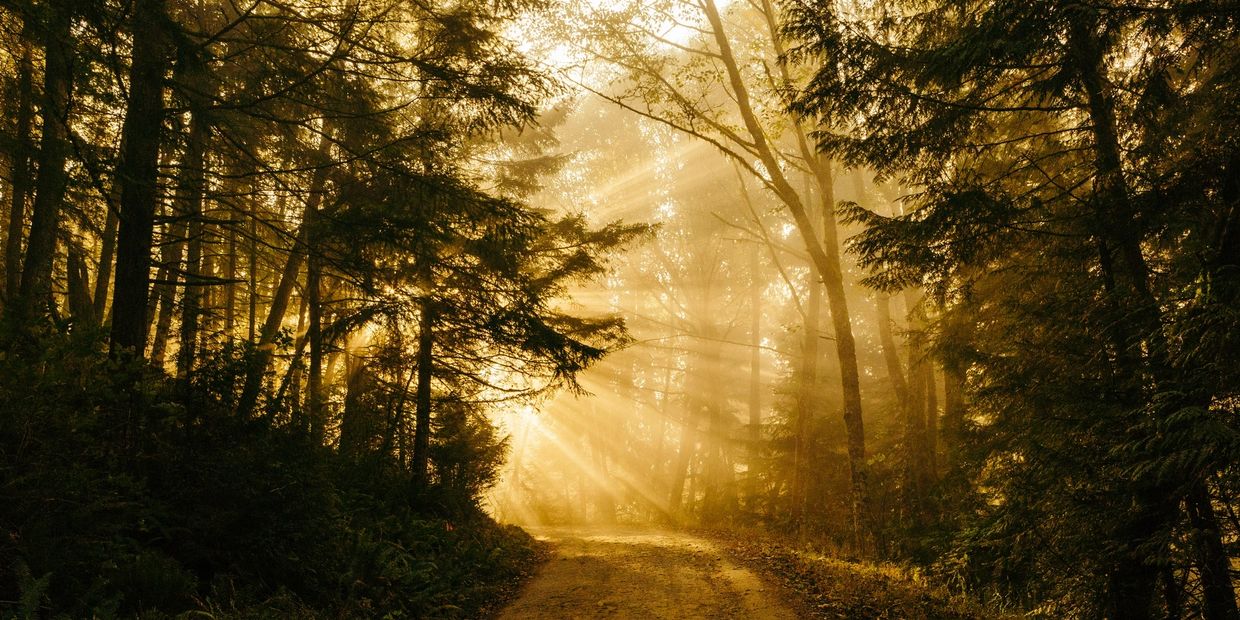 Sunlight filters through dense forest trees onto a dirt path.