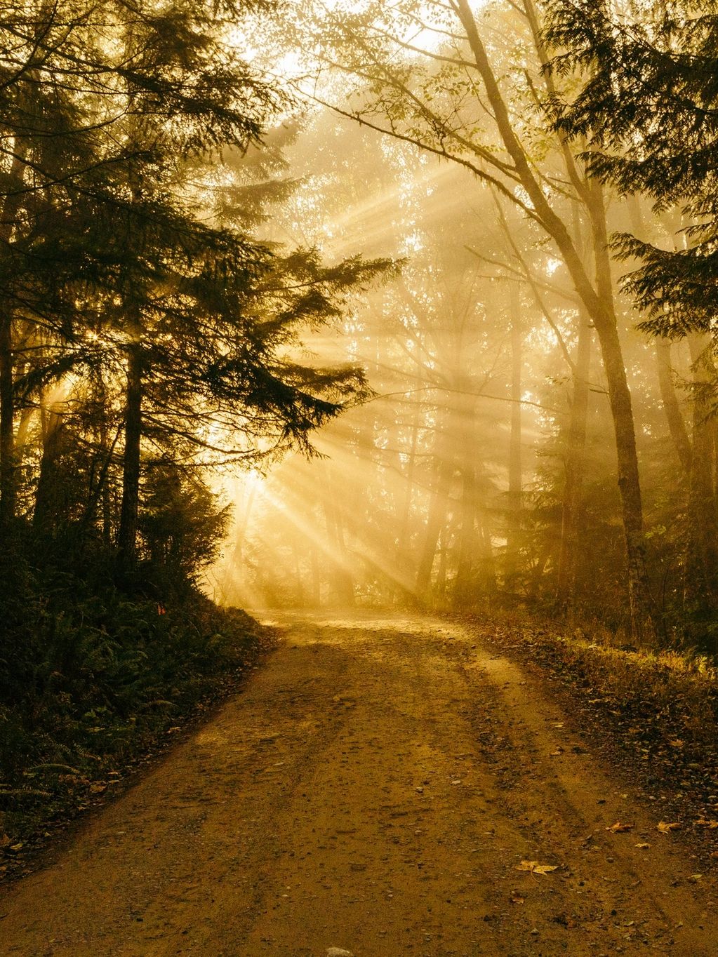 Sunlight streaming through a forest path at dawn.