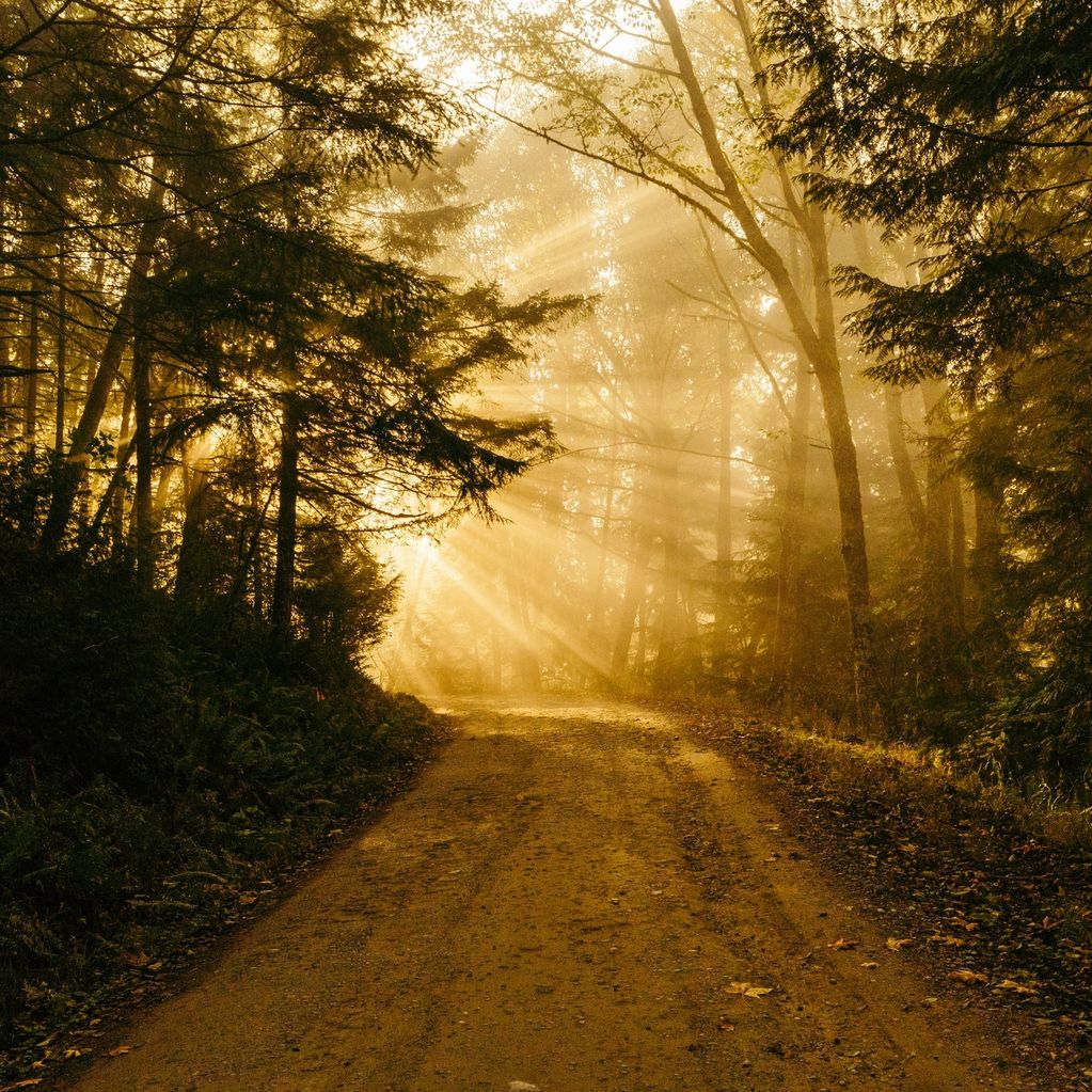 Sunlight streaming through a forest path at dawn.