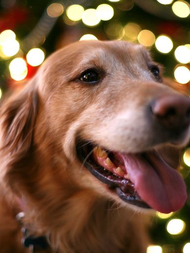 pittsburgh dog hearing test