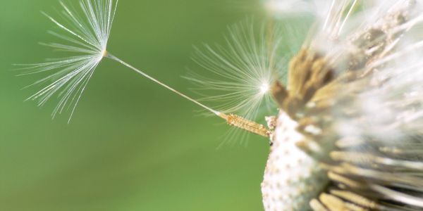 Close-up of dandelion seeds against a green background.