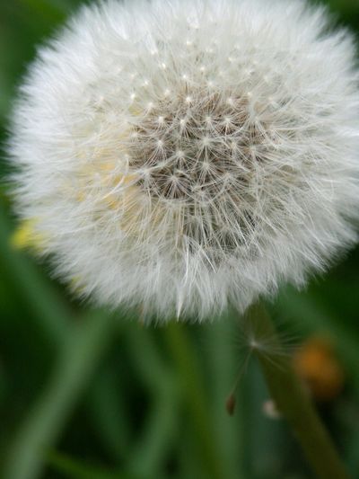 Close-up of a fluffy white dandelion seed head against a green background.