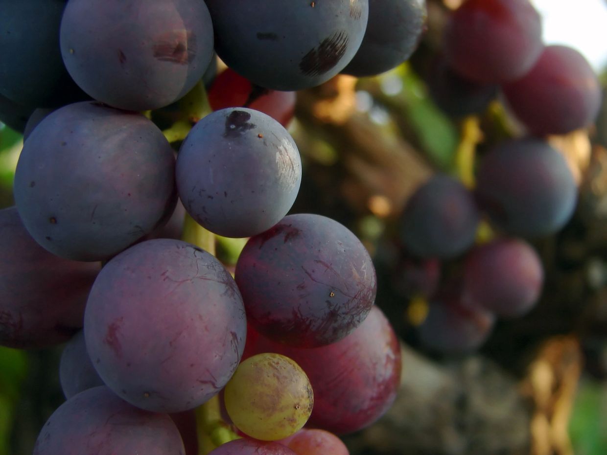 Close-up of purple wine grapes