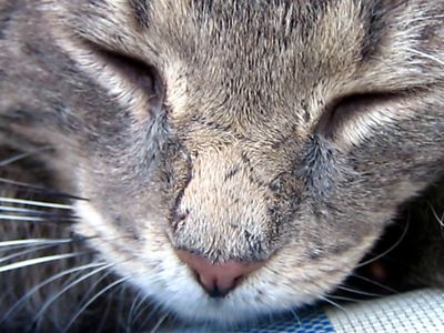 Close-up of a sleeping cat's face with closed eyes and whiskers.