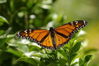 National Wildlife Federation, Mayor's Monarch Pledge, Scottsdale, Arizona