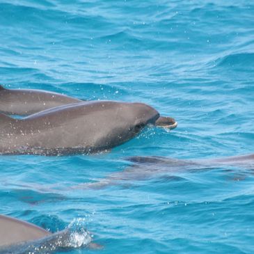 dolphins swimming in the blue waters of the gulf of mexico