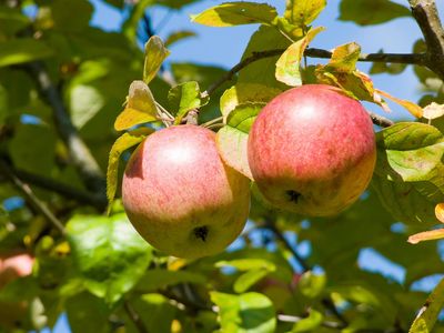 2 delicious apples ready for picking off their tree