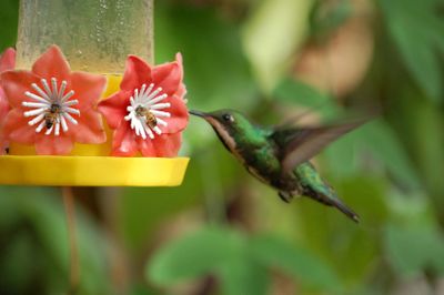 A hummingbird feeding from a red flower feeder in a green background.