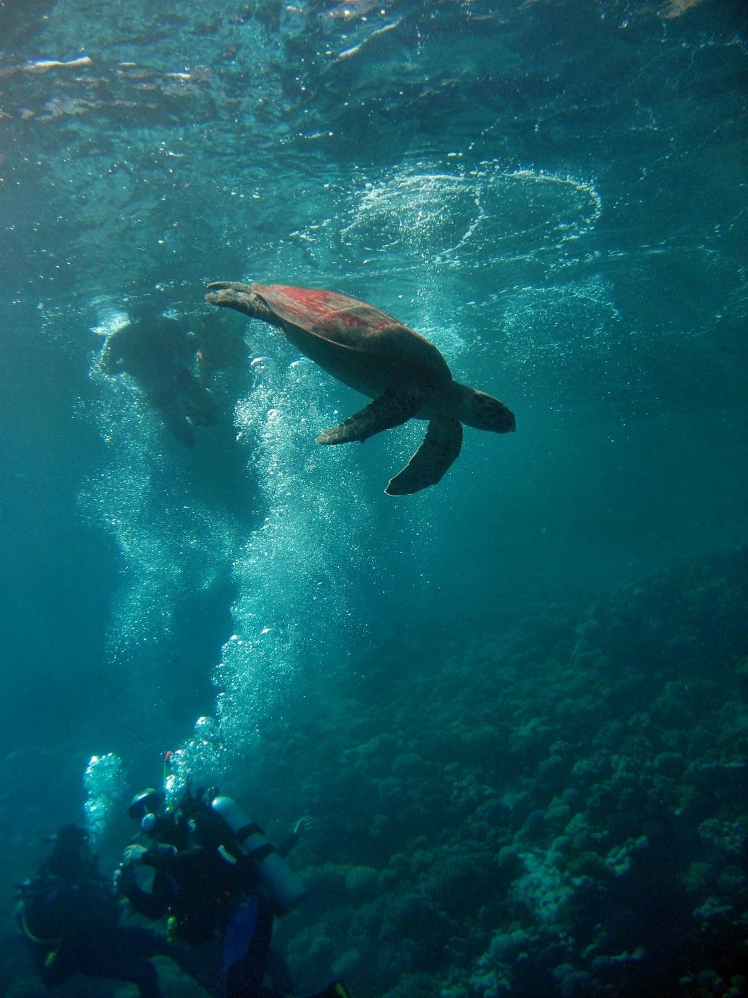 Fantasea Scuba