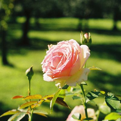 A delicate pink rose blooming in a sunlit garden.
