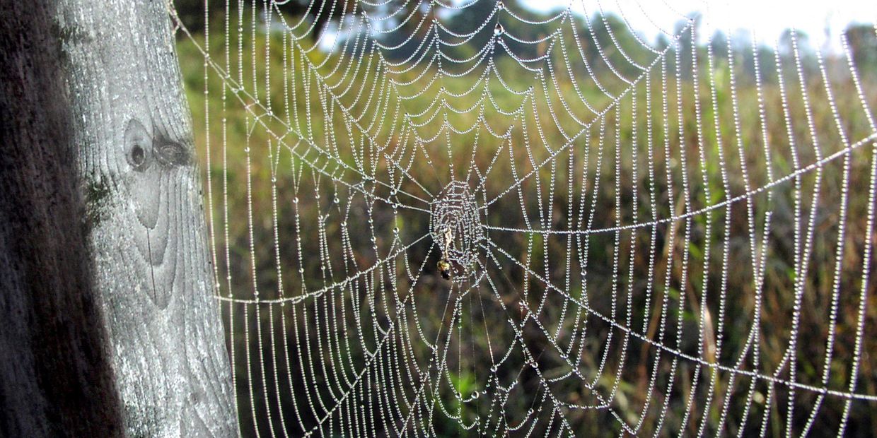 A spider on a web covered with dew. 